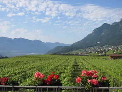 a vineyard with flowers and mountains in the background at Rebhof Kaltern in Caldaro