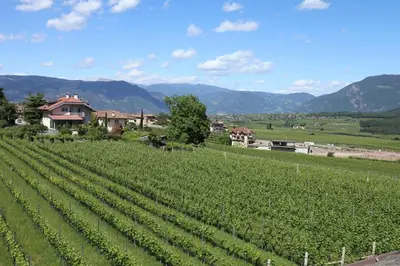 a field of green crops with mountains in the background at Rebhof Kaltern in Caldaro
