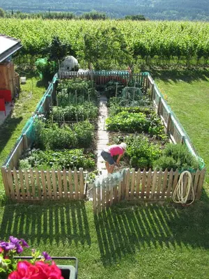 a woman working in a garden with plants at Rebhof Kaltern in Caldaro
