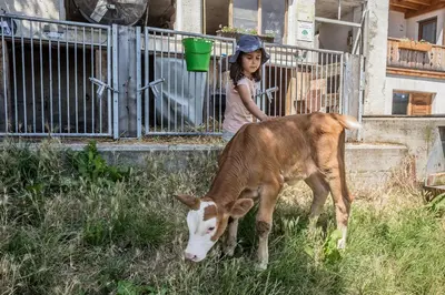 a little girl standing next to a calf at Wegscheiderhof in Feldthurns