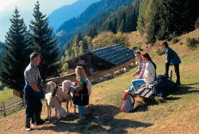 a group of people standing in a field with sheep at Residence Vellauerhof in Lagundo