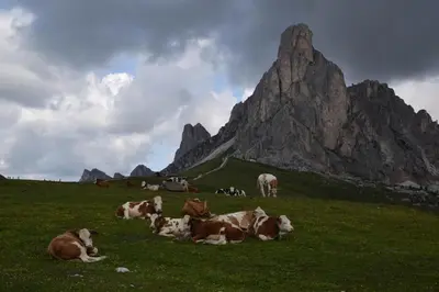 a herd of cows laying in a field with a mountain at Cesa Fossal in Colle Santa Lucia