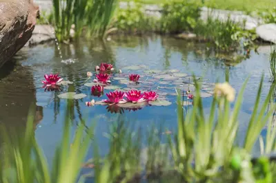 a group of pink flowers floating on top of a pond at Untermairhof B&B Christine in Lagundo