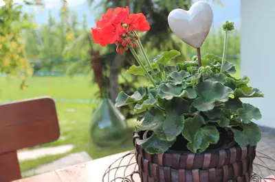 a potted plant with red flowers on a table at Untermairhof B&B Christine in Lagundo