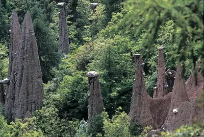 a group of stump trees in a forest at Hotel Tirol- Natural Idyll in Montesover