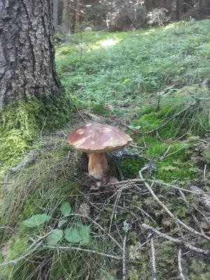 a mushroom in the grass next to a tree at Hotel Tirol- Natural Idyll in Montesover