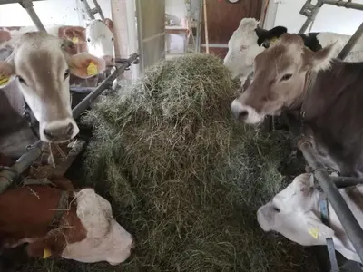a group of cows eating hay in a barn at Agritur le Vale in Fiera di Primiero