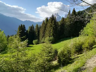 a green field with trees and mountains in the background at Agritur le Vale in Fiera di Primiero