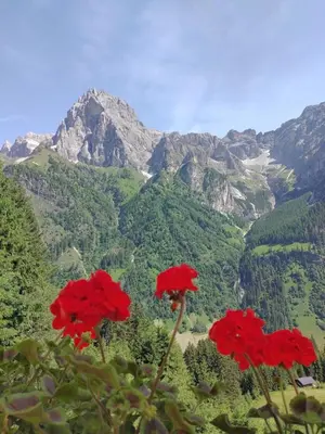 two red flowers in front of a mountain at Hotel Schuster in Colle Isarco