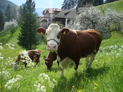 a group of cows grazing in a field of grass at Thalerhof in Perca