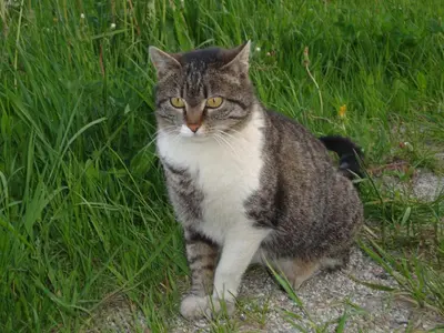a gray and white cat sitting in the grass at Thalerhof in Perca