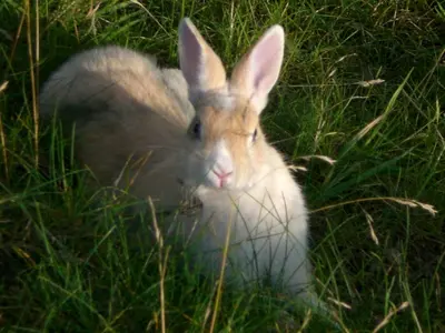 a white rabbit sitting in the grass at Thalerhof in Perca