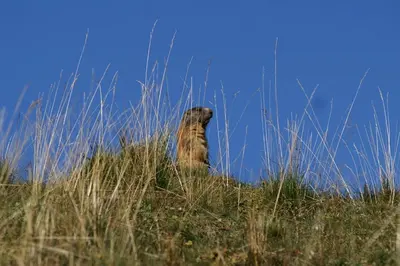 a dog sitting on top of a grassy hill at Col Rodella in Campitello di Fassa