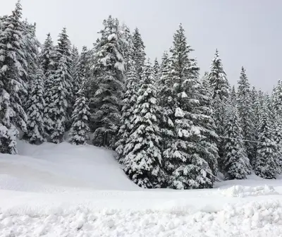 a group of trees covered in snow at Rifugio Monti Pallidi in Canazei