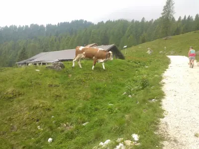 a cow walking on the side of a grassy hill at Hotel Serenella in Canale San Bovo