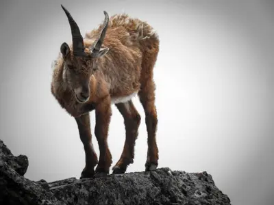 a goat standing on top of a rock at Sella Ronda Apartment in Campitello di Fassa