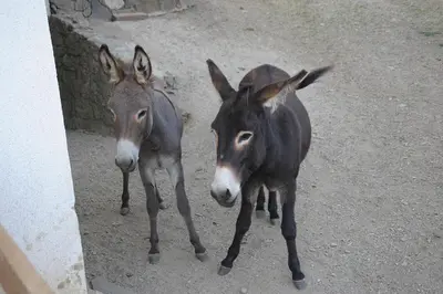 two donkeys standing next to each other on the ground at Rumpelehof in Villandro