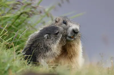 two squirrels are hugging each other in the grass at Hotel Grohmann in Campitello di Fassa