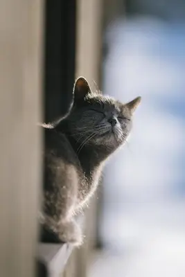 a cat looking up while sitting on a window sill at naturApart in Brunico