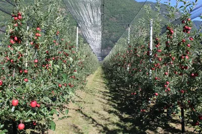 a row of apple trees in an apple orchard at Gruberhof in Postal
