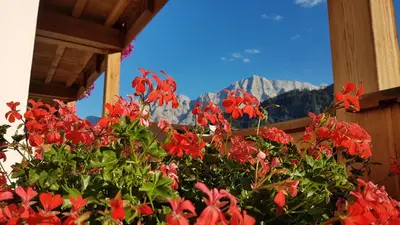 a bunch of red flowers in front of a window at Apartments Ingrid in La Valle