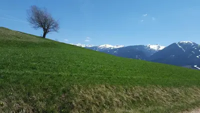 a tree on a hill with mountains in the background at Hotel Alpino in Varena
