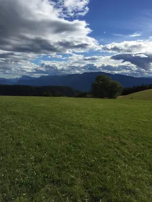 a green field with a tree in the middle of it at Pension Höggerhof in Nova Ponente