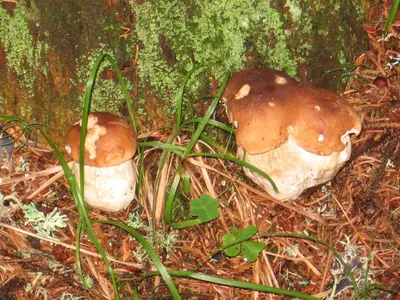 two mushrooms on the ground next to a tree at Pension Höggerhof in Nova Ponente