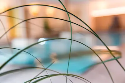 a close up of a plant with a blurry background at Hotel Falken in Falzes