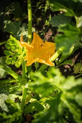 a yellow flower on a plant with green leaves at Al Piccolo Hotel in Vigo di Fassa
