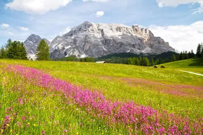 a field of flowers with a mountain in the background at Apartments Ruac in La Valle