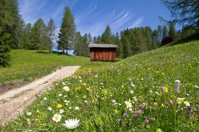 a field of flowers with a woodenshed on a hill at Apartments Ruac in La Valle