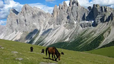 a horse grazing in a field in front of a mountain at Villa Perla in Selva di Val Gardena
