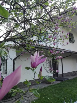 a magnolia tree with pink flowers in front of a house at Torilan in Terlano
