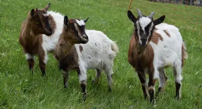 three goats walking in a field of grass at Hütterhof in Lagundo