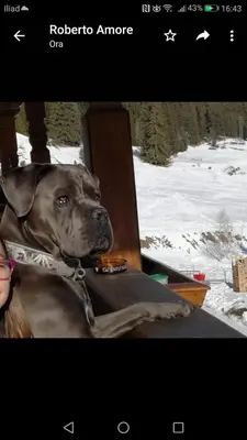 a dog sitting on a chair in the snow at Alpine Touring Hotel-petfriendly in Pozza di Fassa