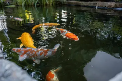 a group of koi fish swimming in a pond at Villa Ladurner in Tirolo