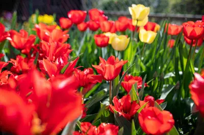 a bunch of red and yellow tulips in a garden at Villa Ladurner in Tirolo