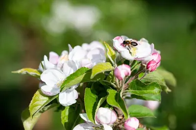 a bee is sitting on a white flower at Villa Ladurner in Tirolo
