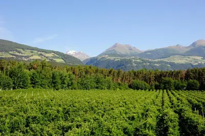 a field of crops with mountains in the background at Hotel Flötscherhof in Naz-Sciaves