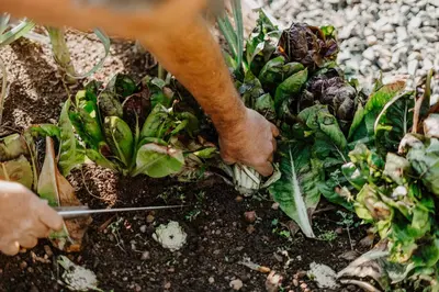 a person is picking up a plant from the ground at Hotel & Gasthof zum Hirschen in San Genesio Atesino