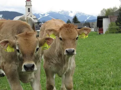 two cows with tags in their ears standing in a field at Stifterhof in Villabassa