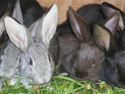 a group of three rabbits laying in the grass at Stifterhof in Villabassa
