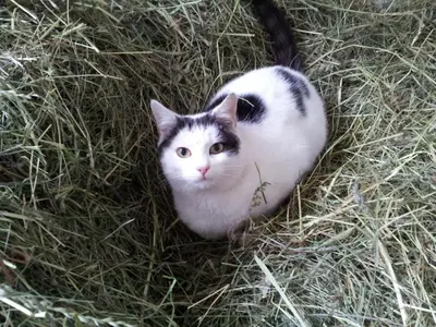 a black and white cat sitting in the hay at Obermoserhof in Feldthurns