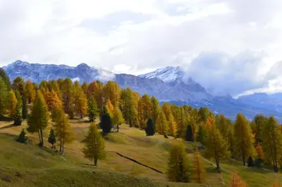 a forest of trees with mountains in the background at Agriturismo Anví in Badia