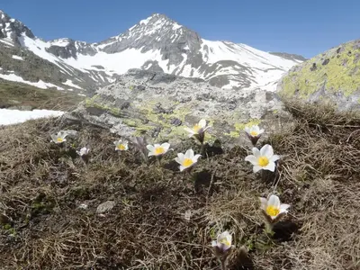 a group of flowers on the side of a mountain at Plattnerhof in Fundres