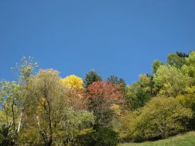 a group of trees with colorful leaves on them at Plattnerhof in Fundres