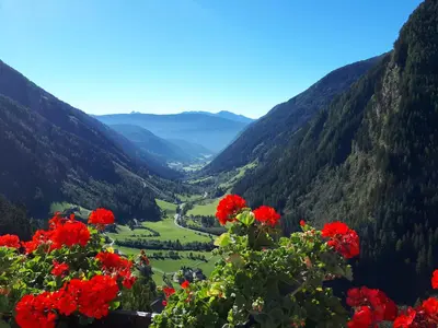 a view of a valley with red flowers at Plattnerhof in Fundres