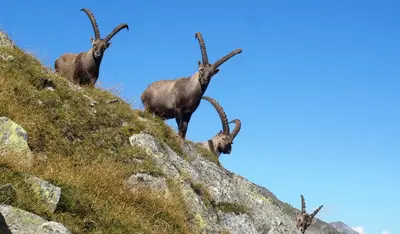 a group of goats standing on top of a hill at Plattnerhof in Fundres