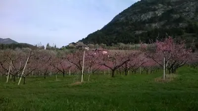a bunch of trees with pink flowers in a field at Casa da Aldo in Castelfondo